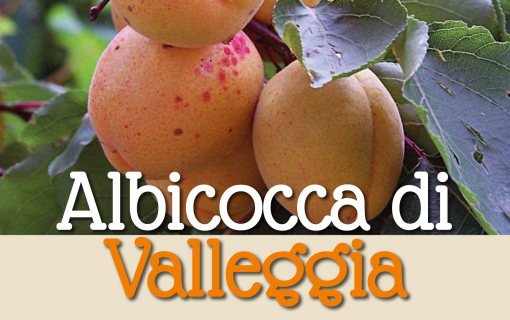 ALBICOCCA DI VALLEGGIA 2026